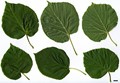 SpeciesSub: subsp. cordifolia